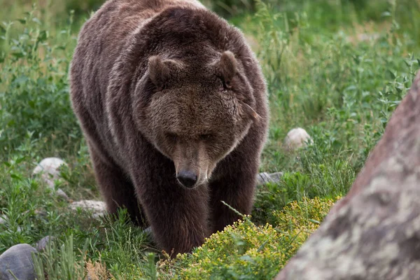 Urso Pardo Fêmea Adulto Caminha Lentamente Através Grama Ervas Daninhas — Fotografia de Stock