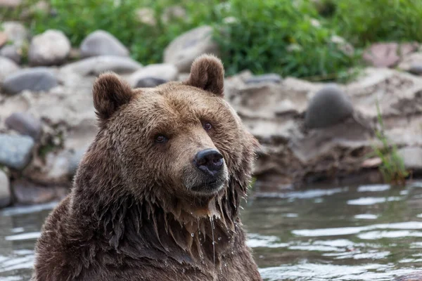 カメラを見ていると太い毛皮から滴り落ちる水で池にポーズをとる大きなグリズリークマ — ストック写真