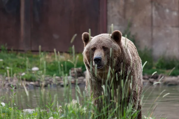 Grande Urso Pardo Andando Lado Uma Lagoa Olhando Para Frente — Fotografia de Stock