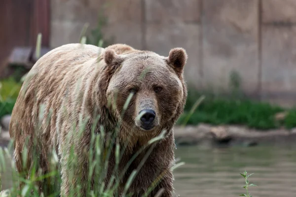 Большой Медведь Гризли Идет Рядом Прудом Смотрит Вперед Через Высокую — стоковое фото
