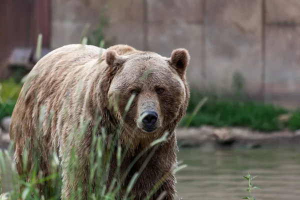 Grand Grizzli Marchant Côté Étang Regardant Vers Avant Travers Herbe — Photo