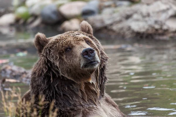 Большой Медведь Гризли Позирует Пруду Водой Капающей Толстого Меха Смотрит — стоковое фото