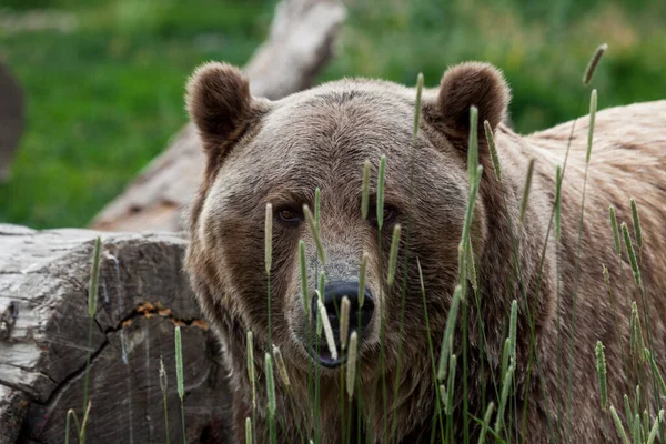 Grande Urso Pardo Esconde Atrás Alguma Grama Alta Para Pico — Fotografia de Stock