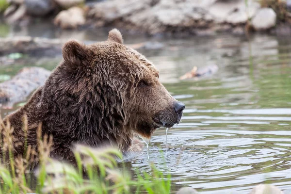 Urso Pardo Esfriando Uma Lagoa Verão Com Água Gotejando Seu — Fotografia de Stock