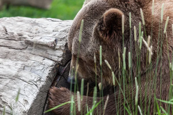 Urso Pardo Curioso Usa Suas Garras Para Cavar Velho Tronco — Fotografia de Stock
