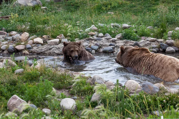 Duży Samiec Niedźwiedzia Grizzly Spaceruje Płytkim Stawie Kierunku Samicy Grizzly — Zdjęcie stockowe