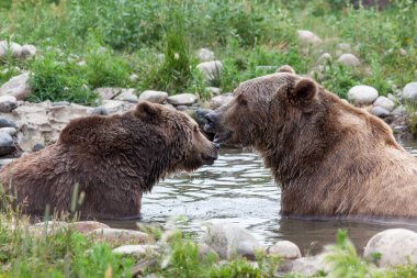 Two grizzly bears sitting in a shallow pond make up after dispute on a summer day in Montana. clipart