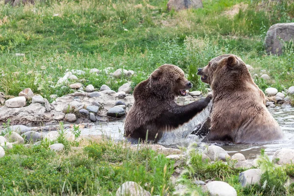 Samica Niedźwiedzia Grizzly Sięgająca Męskiego Niedźwiedzia Grizzly Wstążką Wody Spływającą — Zdjęcie stockowe