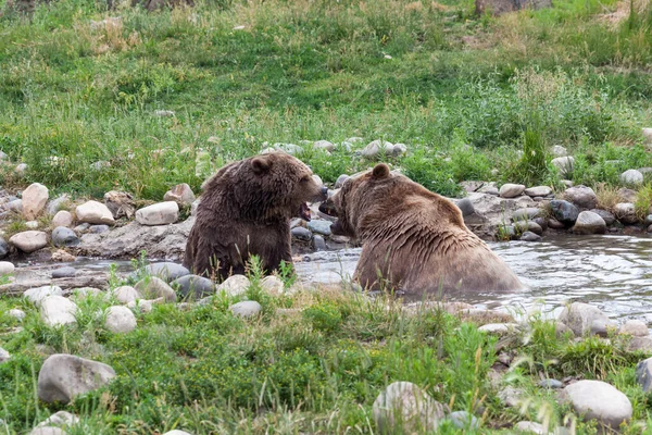Deux Grands Grizzlis Battent Dans Étang Peu Profond Lors Une — Photo