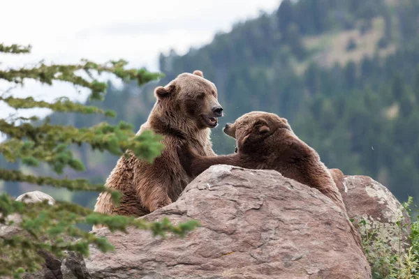 Kvinnlig Grizzlybjörn Knuffar Tillbaka Manlig Grizzlybjörn Med Framtassen När Hon — Stockfoto