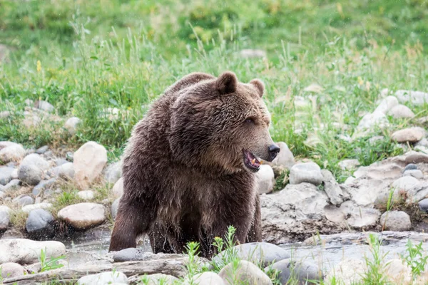 Büyük Bir Boz Ayı Küçük Bir Göletten Çıkar Etraftaki Kayalara — Stok fotoğraf