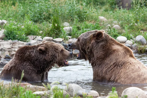 Due Grandi Orsi Grizzly Discutono Loro Disputa Uno Stagno Poco — Foto Stock