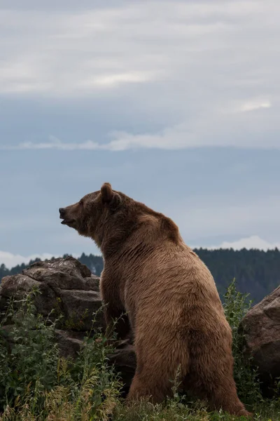 A large male grizzly bear standing up on a boulder to look in the distance in Montana.