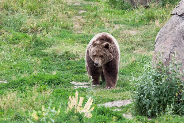 Dişi Bir Boz Ayı Montana Bir Kayanın Yanındaki Çimenli Tepeden — Stok fotoğraf