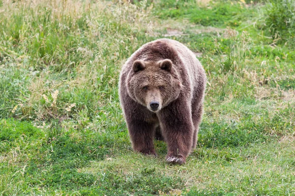 Urso Pardo Fêmea Caminhando Com Intenção Descendo Uma Colina Gramada — Fotografia de Stock