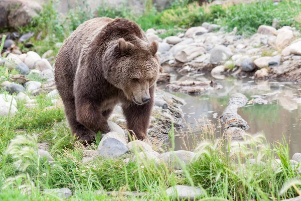 Stor Grizzlybjörn Går Över Klippor Intill Stranden Liten Damm Montana — Stockfoto