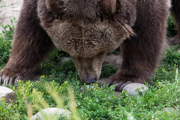 Grizzly Bear Bending Smell Scrap Food Ground Montana — Stock Photo, Image