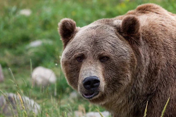 Urso Grisalho Macho Grande Fazendo Uma Pequena Fofa Lábio Bonito — Fotografia de Stock
