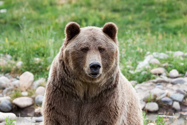 Gran Oso Pardo Macho Con Labio Inferior Puchero Mirando Atentamente — Foto de Stock