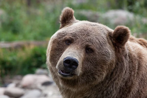 Urso Grisalho Macho Grande Fazendo Uma Pequena Fofa Lábio Bonito — Fotografia de Stock