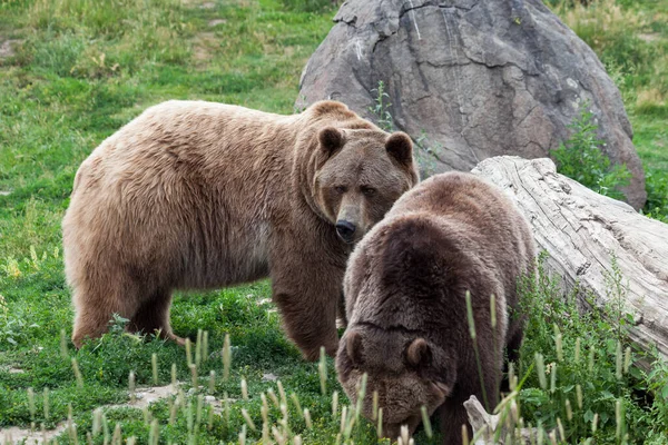 Seekor Beruang Grizzly Jantan Dan Betina Dekat Satu Sama Lain — Stok Foto