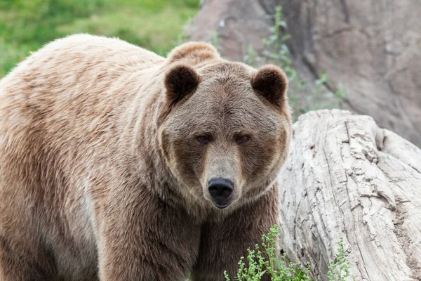 Grande Urso Pardo Lado Uma Pedra Velho Tronco Enquanto Olha — Fotografia de Stock