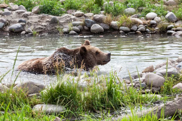 Gran Oso Pardo Sacude Estanque Poco Profundo Enviando Gotas Agua —  Fotos de Stock