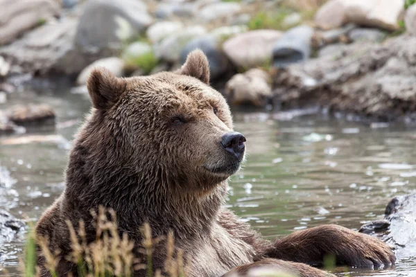 Duży Niedźwiedź Grizzly Siedzi Płytkim Stawie Trzymając Się Kłody Podczas — Zdjęcie stockowe