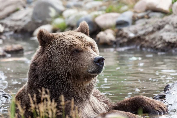 Gran Oso Pardo Sienta Estanque Poco Profundo Sosteniendo Tronco Mientras —  Fotos de Stock