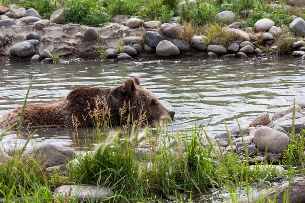 暑い夏の日に冷却するために水の池に身をかがめる大きなグリズリークマ — ストック写真