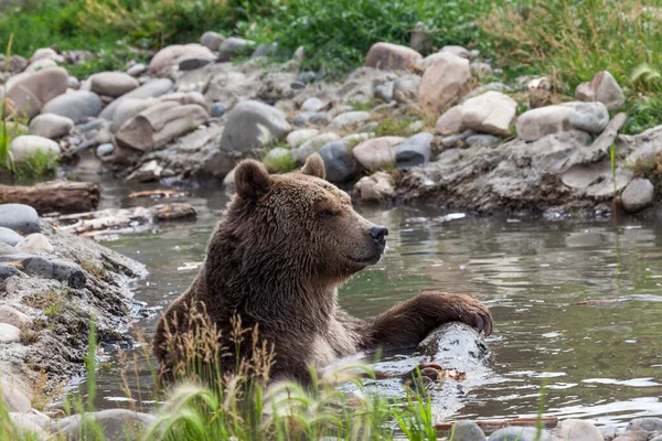 Büyük Bir Boz Ayı Montana Sıcak Bir Yaz Günü Dinlenip — Stok fotoğraf