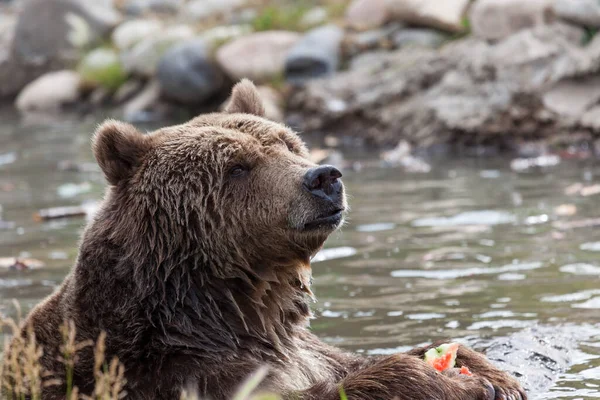 Büyük Bir Boz Ayı Sıcak Bir Yaz Günü Serinlemek Için — Stok fotoğraf