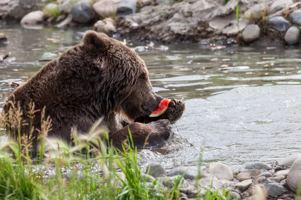 Grande Urso Pardo Usando Parte Trás Sua Pata Para Segurar — Fotografia de Stock