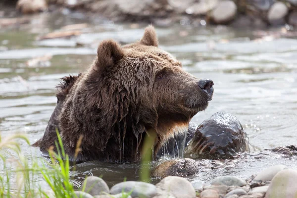 Duży Niedźwiedź Grizzly Bawi Się Płytkim Stawie Gorący Letni Dzień — Zdjęcie stockowe