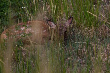 Kahverengi kürkünde beyaz lekeler olan yeni doğmuş bir geyik Yellowstone Ulusal Parkı 'ndaki uzun otların arasında yatıyor..