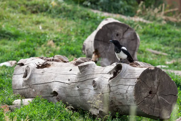 Pássaro Magpie Preto Branco Sentado Velho Tronco Uma Colina Grama — Fotografia de Stock