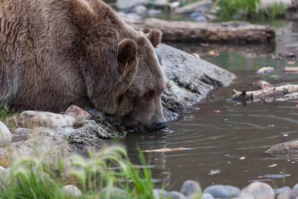 Stor Grizzlybjörn Skjuter Vatten Näsan När Den Dricker Lerig Damm — Stockfoto