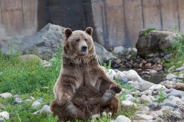 Ein Großer Männlicher Grizzlybär Sitzt Yoga Pose Seine Zunge Ragt — Stockfoto