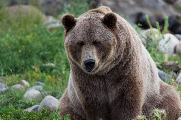 Duży Niedźwiedź Grizzly Siedzi Tyłku Patrząc Niego Ciekawym Wyrazem Twarzy — Zdjęcie stockowe