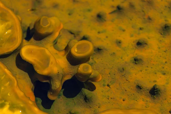 Una Formazione Unica Batteri Minerali Nell Acqua Termale Calda Che — Foto Stock
