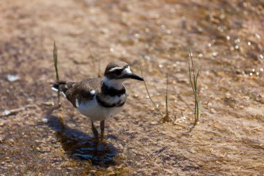Killdeer kuşu bakteri ve minerallerle dolu sığ jeotermal sularda yürüyor ve güneşli bir yaz gününde Yellowstone Ulusal Parkı, Wyoming 'de yiyecek arıyor..