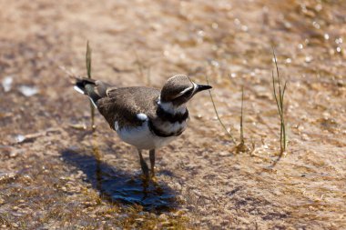 Killdeer kuşu bakteri ve minerallerle dolu sığ jeotermal sularda yürüyor ve güneşli bir yaz gününde Yellowstone Ulusal Parkı, Wyoming 'de yiyecek arıyor..