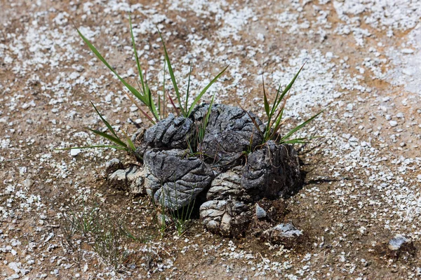 Healthy New Grass Takes Root Pile Bison Poop Ultimate Form — Stock Photo, Image