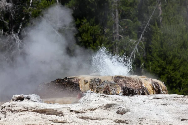 A splash of hot water and steam releasing from Bijou Geyser on a sunny summer day in Yellowstone National Park.