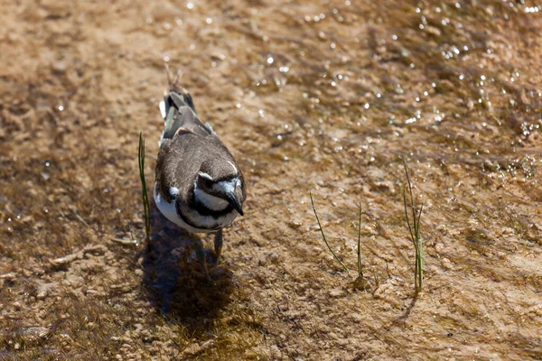 Zabijácký Pták Chodí Mělké Geotermální Vodě Která Plná Bakterií Minerálů — Stock fotografie