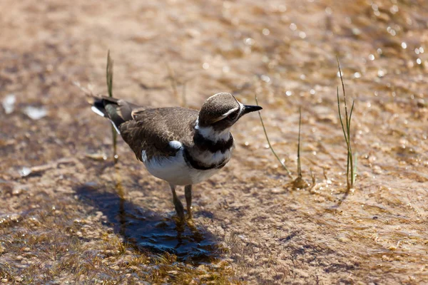 Killdeer Bird Walks Shallow Geothermal Water Full Bacteria Minerals Looks — Stock Photo, Image