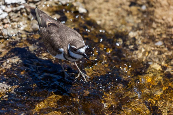 在怀俄明州黄石公园的一个阳光明媚的夏天 一只猎鹿在富含细菌和矿物质的浅水地热中行走 寻找食物 — 图库照片