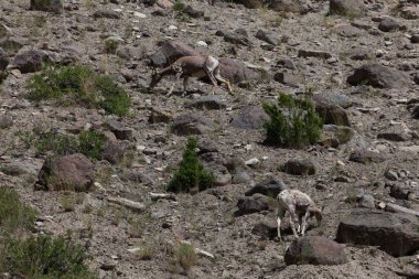 Bir anne ve yavru bir bighorn koyunu kış kürklerinden dökülüyor ve dik bir yamaçta duruyor Yellowstone Ulusal Parkı 'ndaki kayalıklarda ve çalılıklarda..