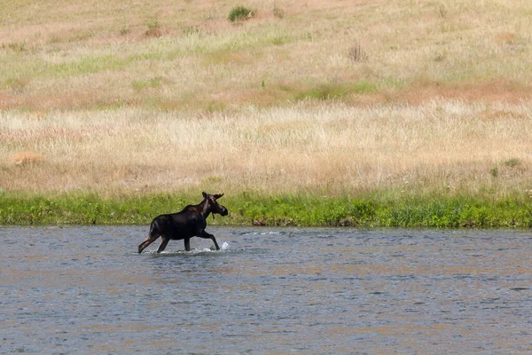 まだベルベットの中に角のある雄牛のムースは モンタナ州のマディソン川の浅い水から歩いています — ストック写真
