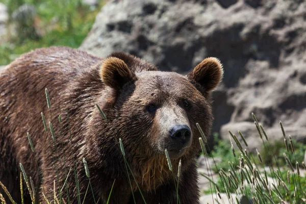 Grande Urso Pardo Atrás Grama Alta Olhando Para Frente Com — Fotografia de Stock